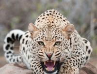 Расшифровка сна с леопардом